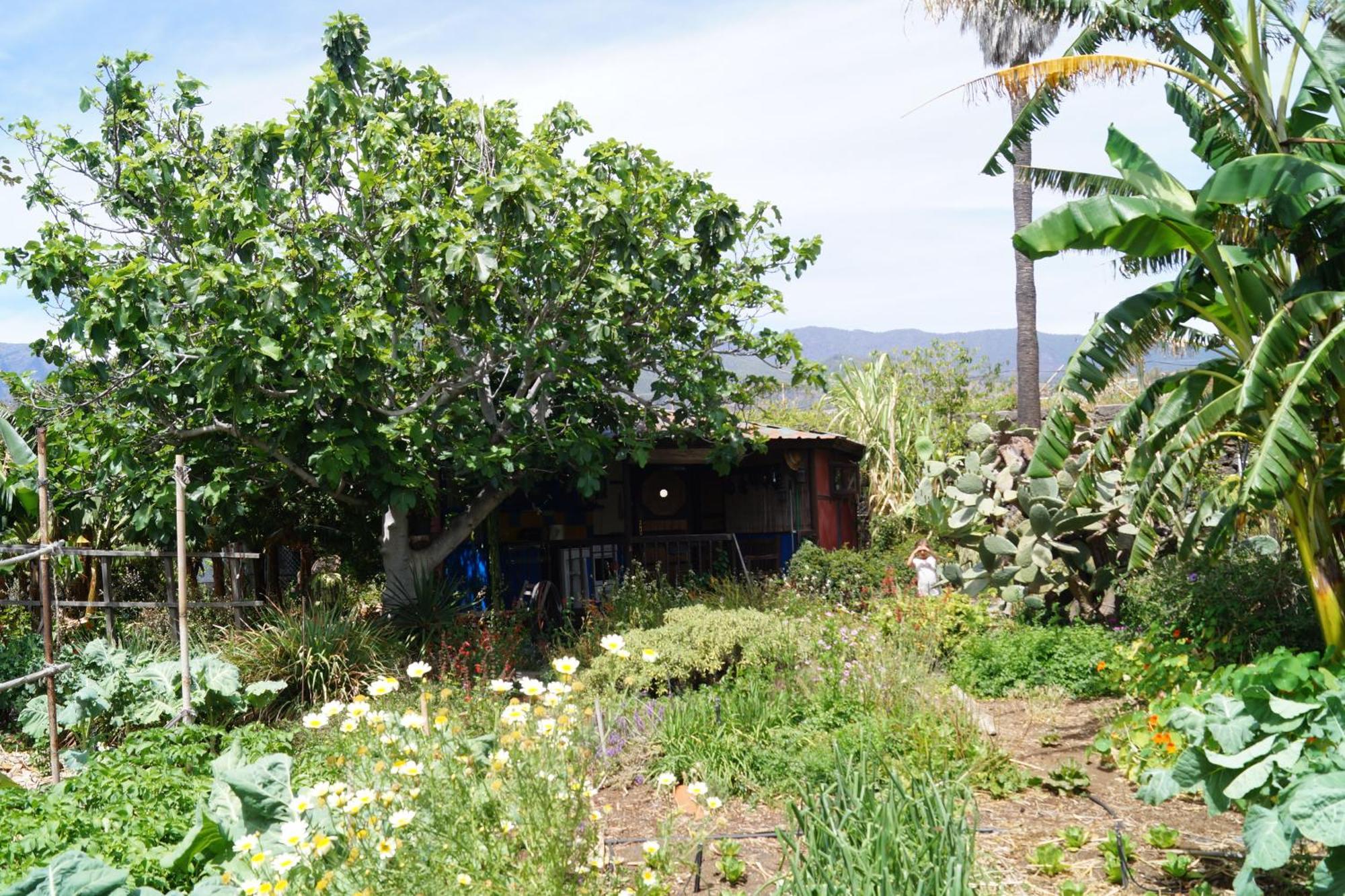 La Casita Del Jardinero Villa Los Llanos De Aridane Exteriör bild